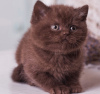 Zdjęcie №1. kot brytyjski krótkowłosy - na sprzedaż w Iżewsk | 757zł | Zapowiedź № 8711