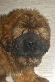 Zdjęcie №4. Sprzedam mastif tybetański w Moskwa. od żłobka - cena - 9075zł