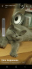 Zdjęcie №2 do zapowiedźy № 9105 na sprzedaż  kot brytyjski krótkowłosy - wkupić się Federacja Rosyjska od żłobka