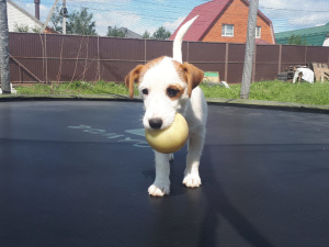 Zdjęcie №2 do zapowiedźy № 2534 na sprzedaż  jack russell terrier - wkupić się Federacja Rosyjska hodowca