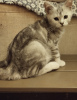 Zdjęcie №2 do zapowiedźy № 77389 na sprzedaż  kot brytyjski krótkowłosy - wkupić się Łotwa 