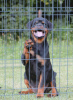 Dodatkowe zdjęcia: Rottweiler szczenięta