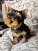 Zdjęcie №2 do zapowiedźy № 34224 na sprzedaż  yorkshire terrier - wkupić się Serbia hodowca