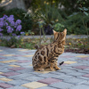 Zdjęcie №2 do zapowiedźy № 15917 na sprzedaż  kot bengalski - wkupić się Federacja Rosyjska prywatne ogłoszenie, od żłobka, hodowca