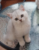 Zdjęcie №2 do zapowiedźy № 37169 na sprzedaż  kot brytyjski krótkowłosy - wkupić się USA prywatne ogłoszenie