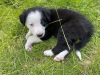 Zdjęcie №1. border collie - na sprzedaż w San Diego | 1386zł | Zapowiedź №64140