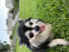 Zdjęcie №4. Krycia chihuahua (rasa psów) w Federacja Rosyjska. Zapowiedź № 66323