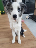 Zdjęcie №3. Border Collie / Blue merle / Typ Show / samiec / FCI / ZKwP. Polska