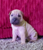 Dodatkowe zdjęcia: Dzieci Shar Pei