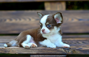 Dodatkowe zdjęcia: Luksusowy Chihuahua