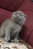 Zdjęcie №3. Wspaniałe kocięta z rodowodem GCCF Scottish Fold. Niemcy