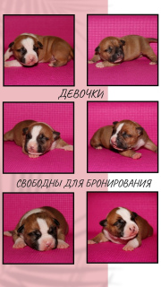 Dodatkowe zdjęcia: Wspaniałe dziewczyny rasy American Staffordshire Terrier są na sprzedaż.