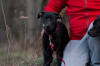 Dodatkowe zdjęcia: Kup szczeniaka American Pit Bull Terrier na Ukrainie