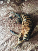 Zdjęcie №2 do zapowiedźy № 7853 na sprzedaż  kot bengalski - wkupić się Ukraina prywatne ogłoszenie