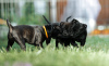 Zdjęcie №3. Angielski Stafforshire Bull Terrier. Federacja Rosyjska