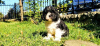 Zdjęcie №3. CAVAPOO tricolor szczeniak. Federacja Rosyjska