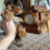 Zdjęcie №1. yorkshire terrier - na sprzedaż w Франкфурт-на-Майне | 1109zł | Zapowiedź №119342