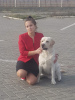 Zdjęcie №4. Krycia labrador retriever w Białoruś. Zapowiedź № 49818