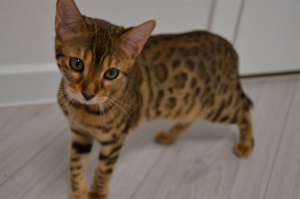 Zdjęcie №4. Sprzedam kot bengalski w Mińsk. prywatne ogłoszenie, hodowca - cena - 903zł