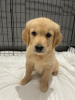 Zdjęcie №1. golden retriever - na sprzedaż w Berlin | negocjowane | Zapowiedź №115942