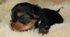 Zdjęcie №1. yorkshire terrier - na sprzedaż w Lipieck | 6607zł | Zapowiedź №26213