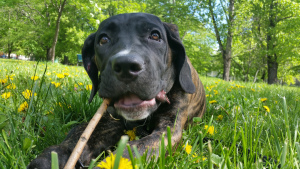 Dodatkowe zdjęcia: szczenięta cane corso