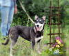 Zdjęcie №2 do zapowiedźy № 24669 na sprzedaż  pies nierasowy - wkupić się Federacja Rosyjska prywatne ogłoszenie