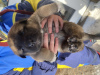 Zdjęcie №4. Sprzedam pies nierasowy w Ryazan. prywatne ogłoszenie - cena - 396zł