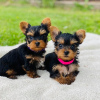 Zdjęcie №1. yorkshire terrier - na sprzedaż w Амстердам | negocjowane | Zapowiedź №108247