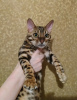 Zdjęcie №2 do zapowiedźy № 7609 na sprzedaż  kot bengalski - wkupić się Federacja Rosyjska od żłobka, hodowca