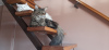 Dodatkowe zdjęcia: Wyprzedaż kociąt, kotów, kota rasy Maine Coon