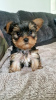 Zdjęcie №1. yorkshire terrier - na sprzedaż w Fremont | 1585zł | Zapowiedź №102459