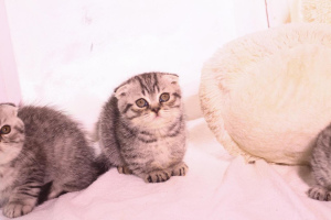 Zdjęcie №3. Kocięta Munchkin na sprzedaż (kot jamnikowy).. Federacja Rosyjska