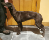 Zdjęcie №2 do zapowiedźy № 46384 na sprzedaż  greyhound - wkupić się Irlandia hodowca
