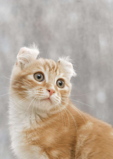 Zdjęcie №3. Labai gražiai oranžinis trumpaplaukis katinukas American curl (Amerikos. Litwa