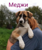 Zdjęcie №1. pies nierasowy - na sprzedaż w Москва | Bezpłatny | Zapowiedź №7886