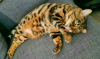 Zdjęcie №2 do zapowiedźy № 38383 na sprzedaż  kot bengalski - wkupić się Federacja Rosyjska prywatne ogłoszenie
