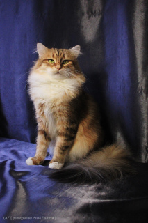 Dodatkowe zdjęcia: Syberyjski Złoty Kot