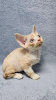 Zdjęcie №1. devon rex - na sprzedaż w Bremen | 1046zł | Zapowiedź № 121654