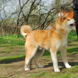 Zdjęcie №2 do zapowiedźy № 6471 na sprzedaż  akita (rasa psa) - wkupić się Federacja Rosyjska od żłobka