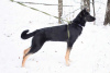 Zdjęcie №2 do zapowiedźy № 31060 na sprzedaż  pies nierasowy - wkupić się Federacja Rosyjska prywatne ogłoszenie