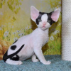 Zdjęcie №1. devon rex - na sprzedaż w Berlin | 419zł | Zapowiedź № 100436