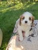 Zdjęcie №4. Sprzedam cocker spaniel amerykański, cocker spaniel angielski, springer spaniel angielski, springer spaniel walijski, irlandzki spaniel dowodny, hiszpański pies dowodny, mastif hiszpański, cavalier king charles spaniel, cavalier king charles spaniel, clumber spaniel, russian spaniel, spaniel tybetański w Helsinki.  - cena - 4784zł
