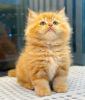 Zdjęcie №2 do zapowiedźy № 83954 na sprzedaż  kot bengalski - wkupić się USA prywatne ogłoszenie