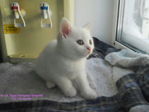Zdjęcie №2 do zapowiedźy № 1372 na sprzedaż  kot brytyjski krótkowłosy - wkupić się Federacja Rosyjska prywatne ogłoszenie