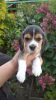 Zdjęcie №2 do zapowiedźy № 13044 na sprzedaż  beagle (rasa psa) - wkupić się Białoruś prywatne ogłoszenie, hodowca