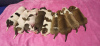 Zdjęcie №1. amerykański staffordshire terier - na sprzedaż w Białystok | 4518zł | Zapowiedź №13461