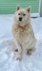 Zdjęcie №2 do zapowiedźy № 95834 na sprzedaż  pies nierasowy - wkupić się Federacja Rosyjska prywatne ogłoszenie