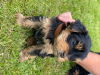 Zdjęcie №3. Szczeniak Yorkshire Terrier Filiżanka do bezpłatnej adopcji. Niemcy