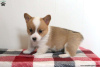 Zdjęcie №4. Sprzedam welsh corgi w Ypsos.  - cena - 2763zł